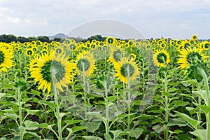 Backside of Sunflower