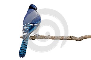 Backside view of a bluejay perched on a branch