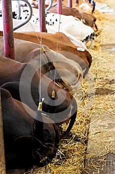 Backside view of chained, milking cows by automatic industrial milking rotary system in modern diary farm, white cow in