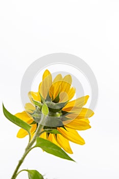 Backside view or rear side of bright Sunflower with white background vertical text space