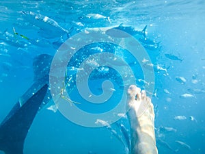 The backside of a Whale shark