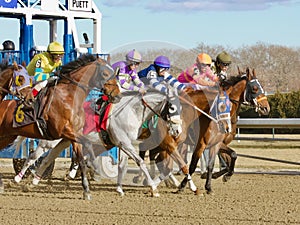 Blinkers On -New Years Day at Aqueduct