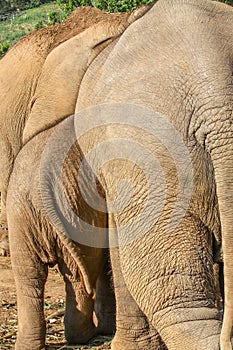 Backsides of an elefant baby and its mother close together