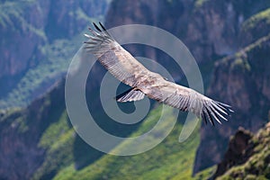 Backview of Condor flying over the colca Canyon in chivay, Peru looking for dead prey