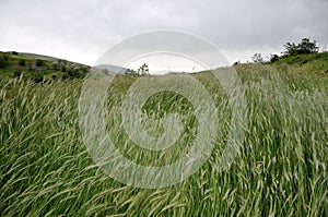 Backwash grain fields photo