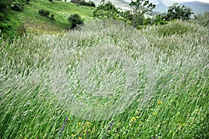 Backwash green grain fields