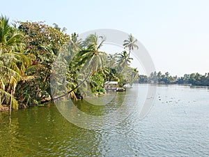 Backwater Canal with Curved Palm Trees, Kerala, India