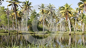 Backwater And Coconut Plantation.Quiet place