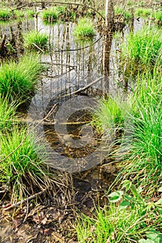 backwater in the forest, In the water the blue sky and tree trunks are reflected, on bunches grows the first spring grass