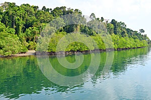 Backwater with Mangrove Forest on Bank with Clear Water - River on Great Andaman Trunk Road, Baratang Island, India