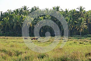 Backwater View near the Pazhayangadi Bridge in Kannur District in Kerala, India