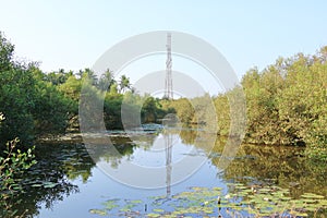 Backwater View near the Pazhayangadi Bridge in Kannur District in Kerala, India