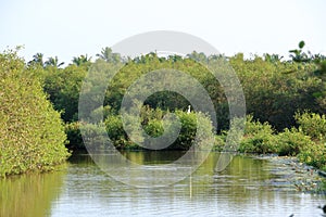 Backwater View near the Pazhayangadi Bridge in Kannur District in Kerala, India