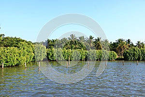 Backwater View in the Vayalapra Floating Park in Kannur District in Kerala, India