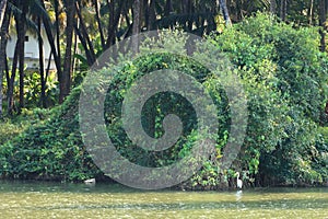 Backwater View in the Vayalapra Floating Park in Kannur District in Kerala, India