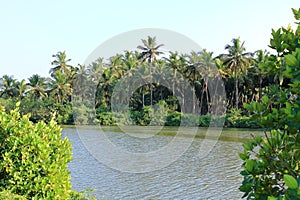 Backwater View in the Vayalapra Floating Park in Kannur District in Kerala, India