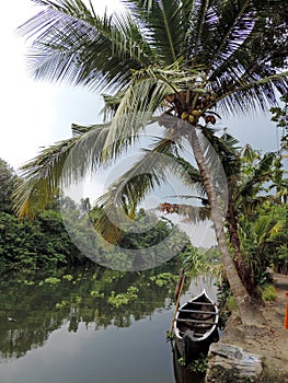 Backwaters of Kerala, India tourism - coconut tree and small boat