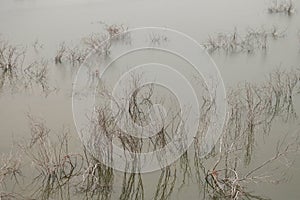 Backwaters of Mylavaram Dam at dawn - India backpacking trip - mangroves - dried shrubs - macro - lake - water conservation