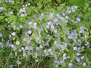 Backwoods flowers