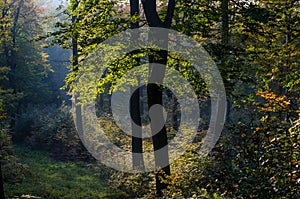 Backwoods landscape, trees, shining through leaves