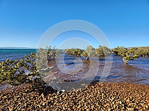 Backy Point stony mangrove scene