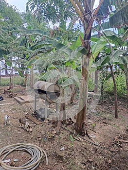 backyard bananas plant