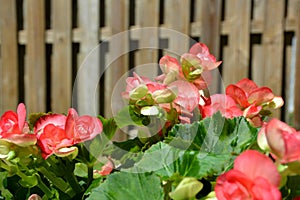 Backyard Begonias