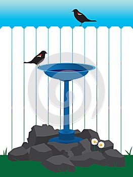 Backyard Bird Bath