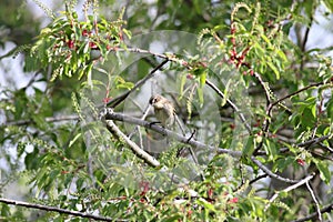 Backyard Birding in Florida