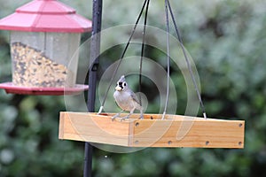 Backyard Birding in Florida