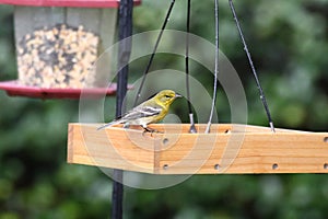 Backyard Birding in Florida