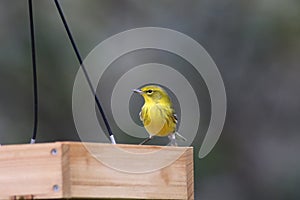 Backyard Birding in Florida