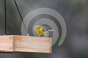 Backyard Birding in Florida