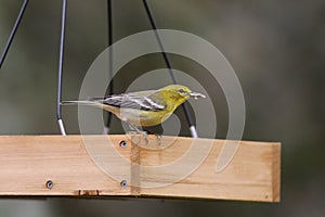 Backyard Birding in Florida