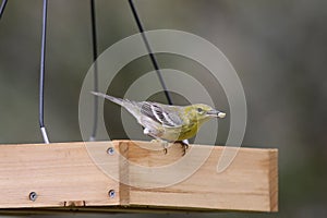 Backyard Birding in Florida