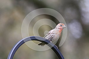 Backyard Birding in Florida