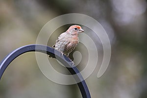 Backyard Birding in Florida