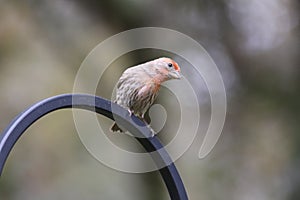 Backyard Birding in Florida