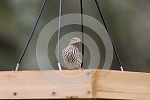 Backyard Birding in Florida