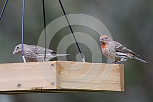 Backyard Birding in Florida