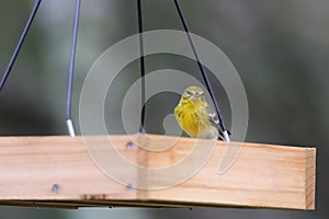 Backyard Birding in Florida