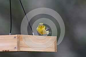 Backyard Birding in Florida