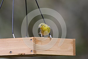 Backyard Birding in Florida photo