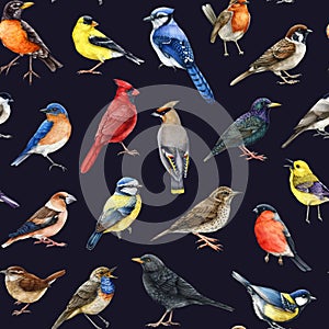 Backyard birds seamless pattern on dark background. Watercolor painted various backyard birds seamless pattern. Bluebird