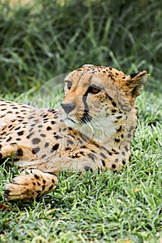 Backyard Cheetah