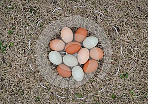 Backyard Chicken Eggs in metal basket on grass