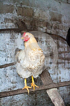 Backyard Chicken farming