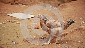 Backyard chicken is seen in a rural area