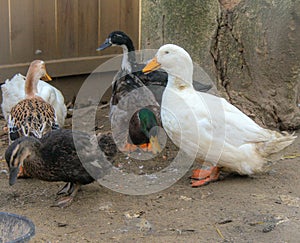 Backyard Ducks photo