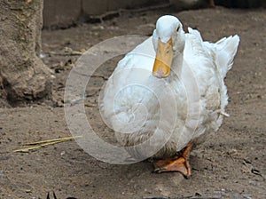 Backyard Ducks Variety Breeds